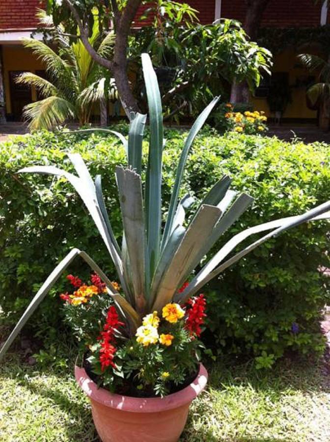 Hotel Caleta San Miguel Exterior photo